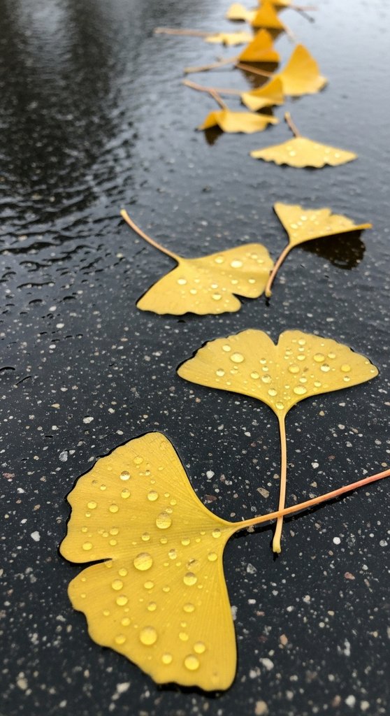 Rain‑Glossed Ginkgo Cascade