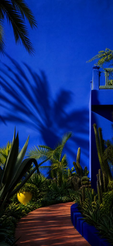 Majorelle Palm Shadows